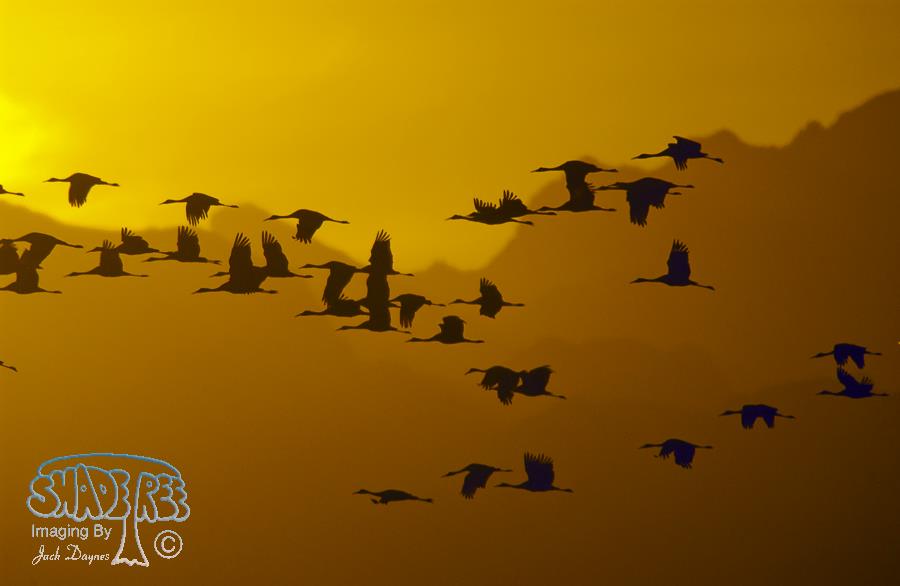 Sandhill Crane - Antigone canadensis