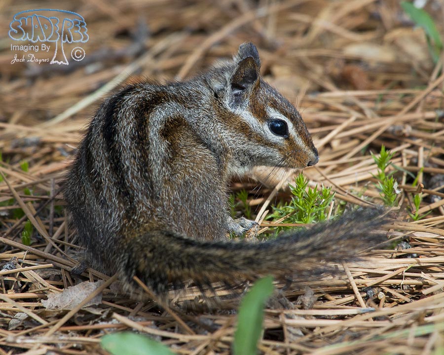 Merriam's Chipmunk - Neotamias merriami