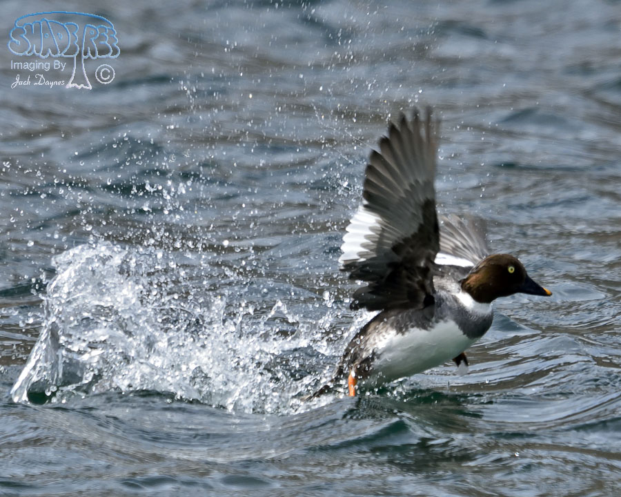 Common Goldeneye - Bucephala clangula