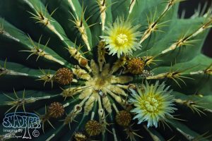 2016-03-19 Albuquerque Botanic Gardens