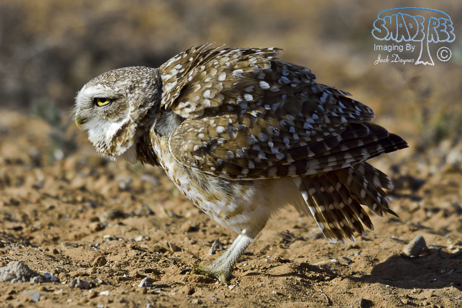 Burrowing Owl - Athene cunicularia