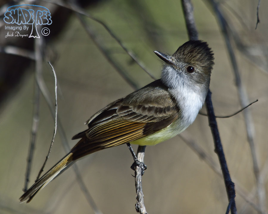 Dusky-Capped Flycatcher - Myiarchus tuberculifer