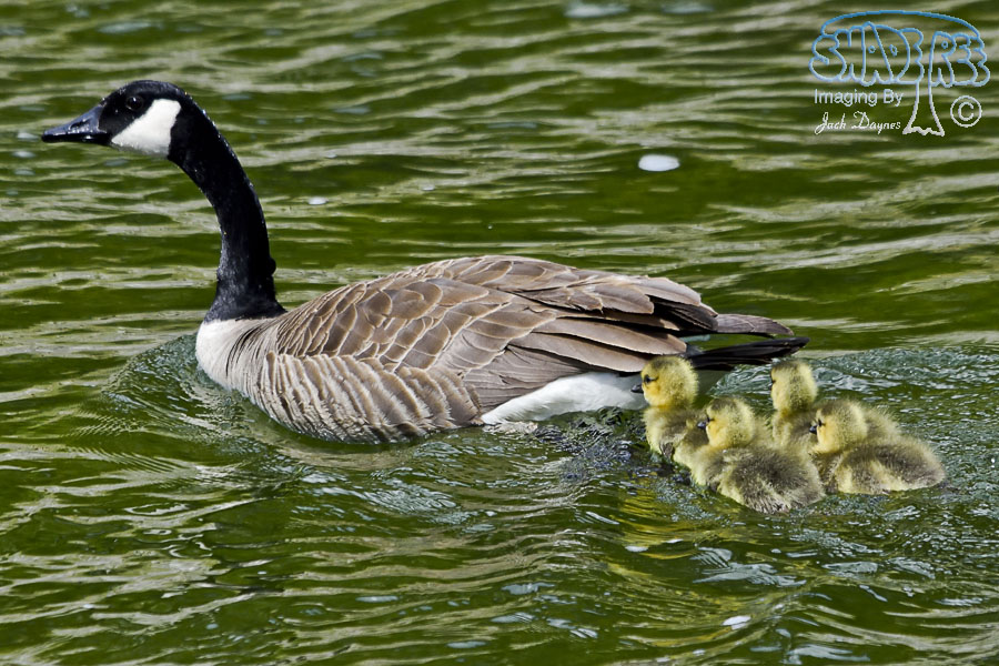 Canada Goose - Branta canadensis