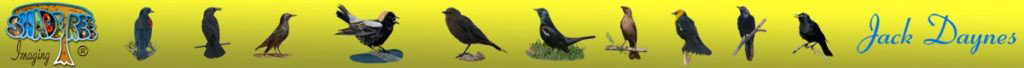 Blackbirds, Boboling, Red-Winged Blackbird, Brewer's Blackbird, Tri-Colored Blackbird, Yellow-Headed Blackbird, Rusty Blackbird, Brown-Headed Cowbird, Great-Tailed Grackle, European Starling