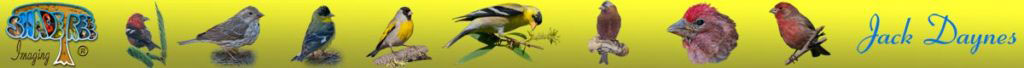 Finches, White-Winged Crossbill, Cassin's Finch, Lesser Goldfinch, Lawrence's Goldfinch, American Goldfinch, Gray-Crowned Rosy-Finch, Purple Finch