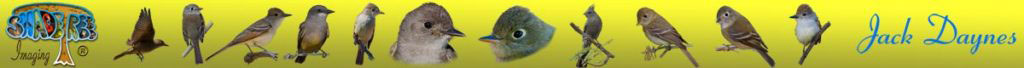 Flycatchers, Olive-Sided Flycatcher, Hammond's Flycatcher, Cassin's Kingbird, Western Wood Pewee, Dusky Flycatcher, Phainopepla, Alder Flycatcher, Pacific Slope Flycatcher,Ash-Throated Flycatcher