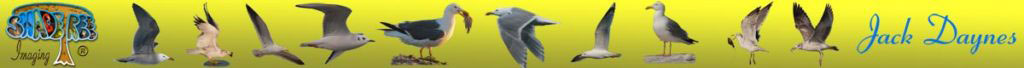 Gulls, Sea-Gulls, Heermann's Gull, Ring-Billed Gull, California Gull, Laughing Gull, Bonaparte's Gull, Yellow-Footed Gull, Glaucus-Winged Gull, Western Gull, Herring Gull
