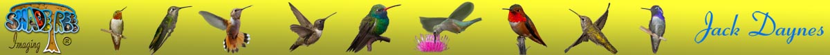 Hummingbird Image Gallery