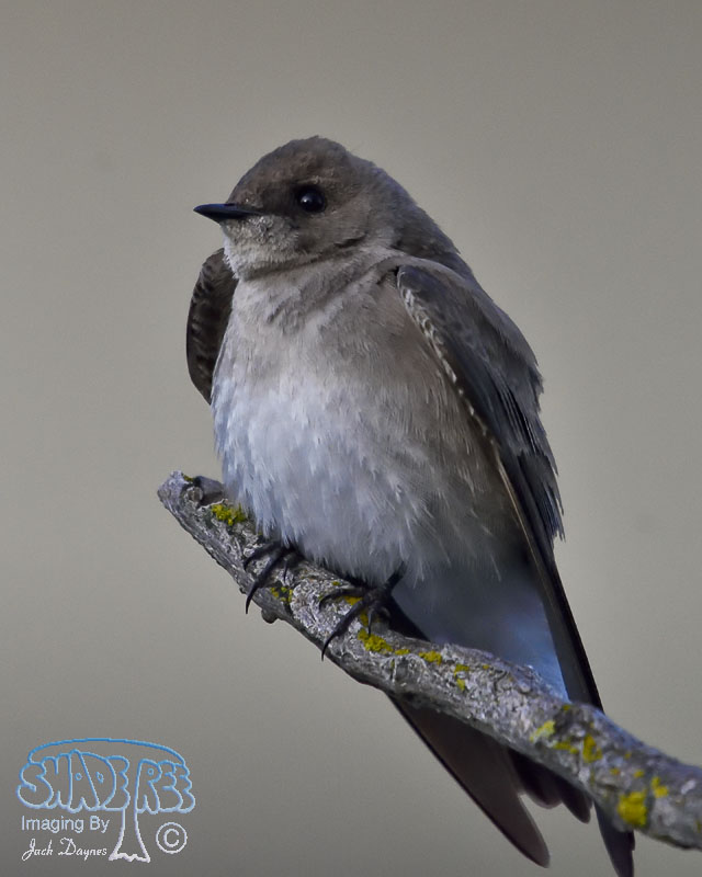 Northern Rough-Winged Swallow - Stelgidopteryx serripennis