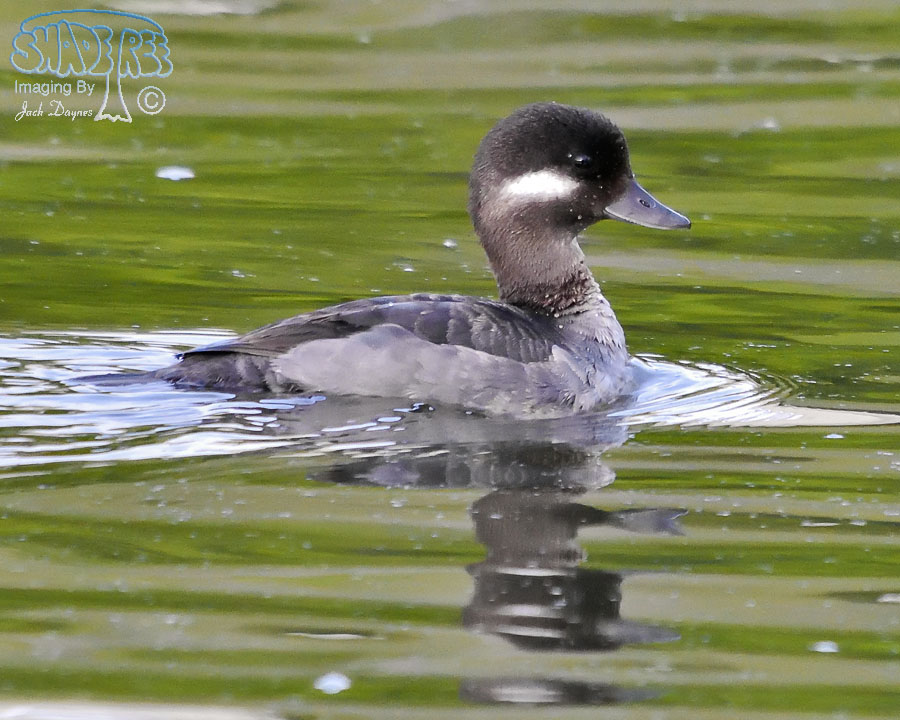 Bufflehead - Bucephala albeola