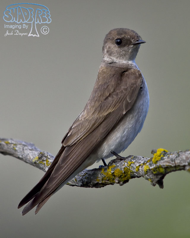 Northern Rough-Winged Swallow - Stelgidopteryx serripennis