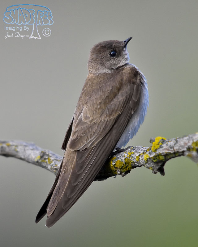 Northern Rough-Winged Swallow - Stelgidopteryx serripennis