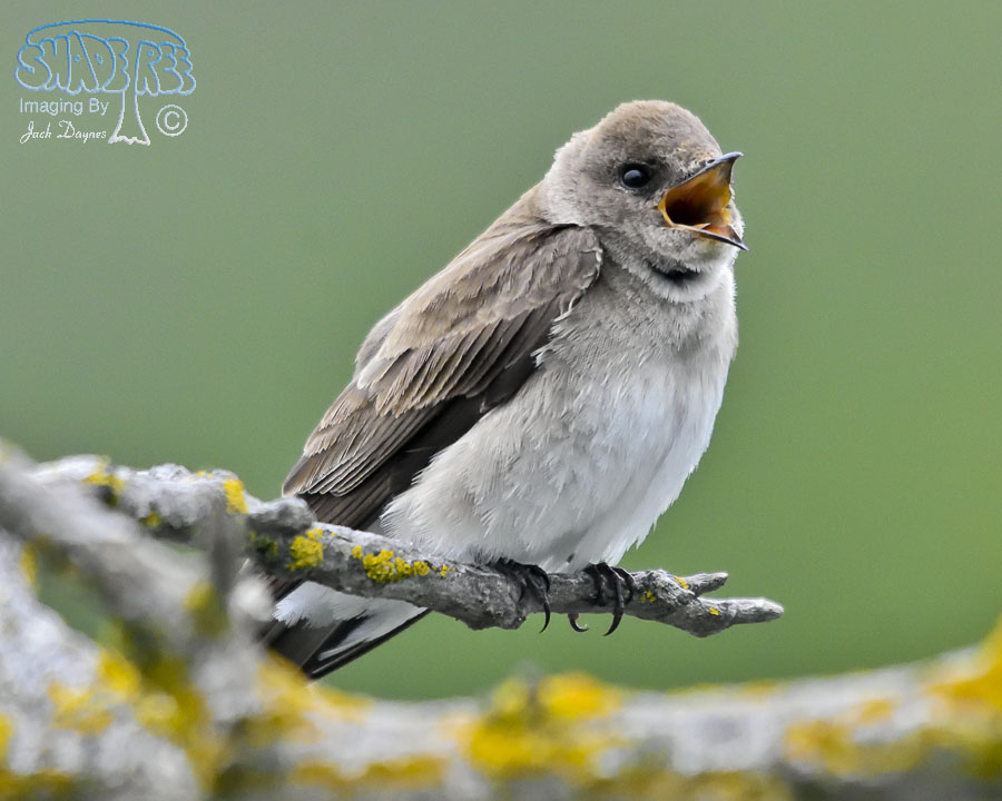 Northern Rough-Winged Swallow - Stelgidopteryx serripennis