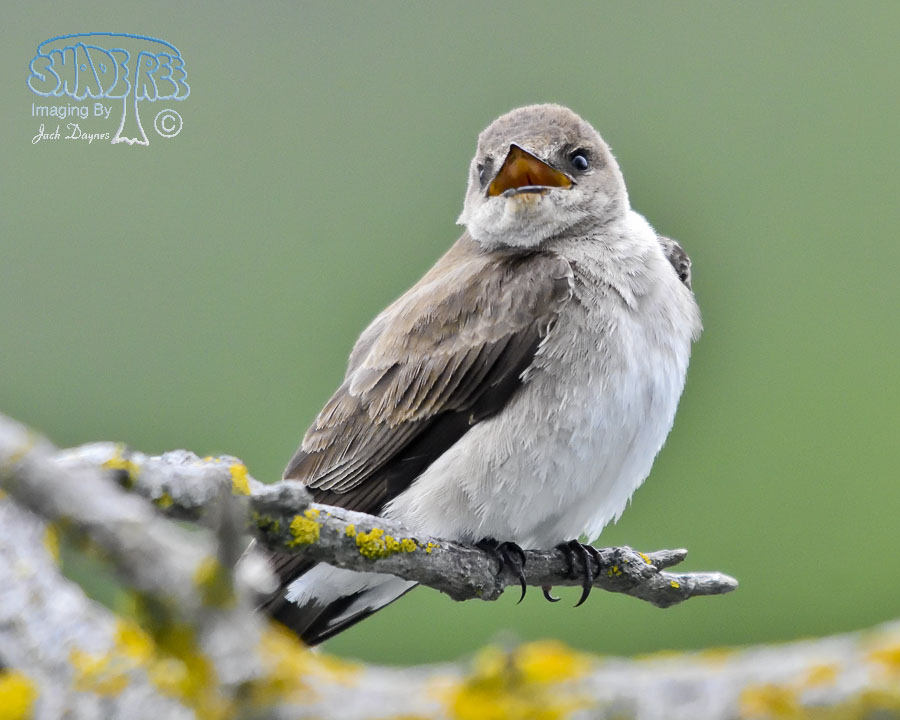 Northern Rough-Winged Swallow - Stelgidopteryx serripennis