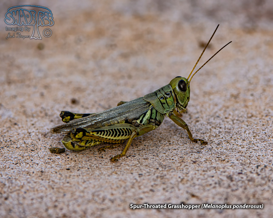 Spur-throated Grasshopper - Melanoplus ponderosus