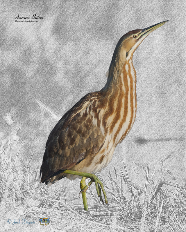 American Bittern - Botaurus lentiginosus