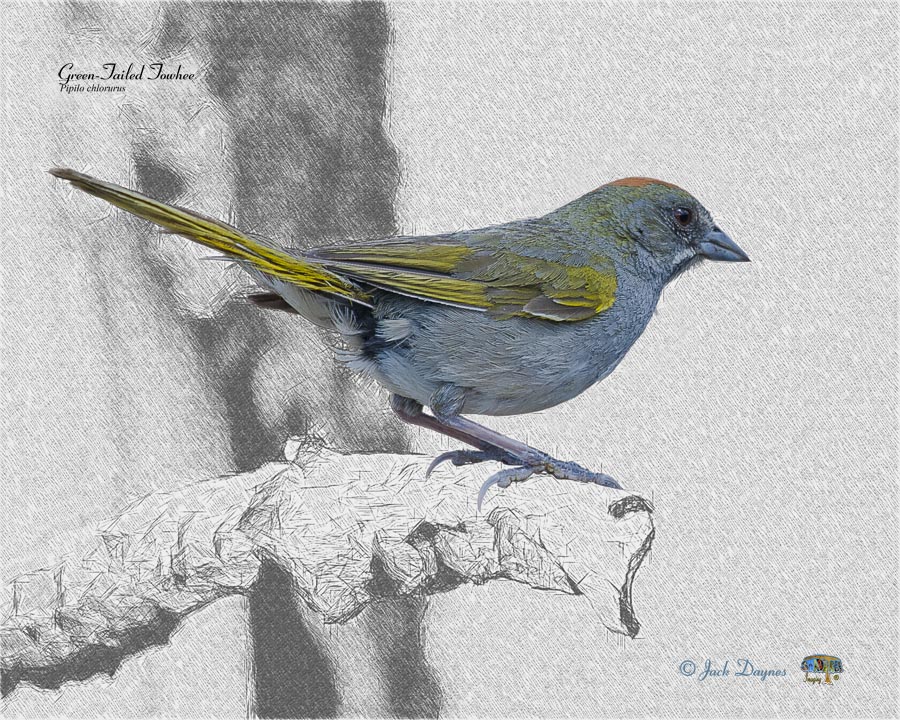 Green-Tailed Towhee - Pipilo chlorurus