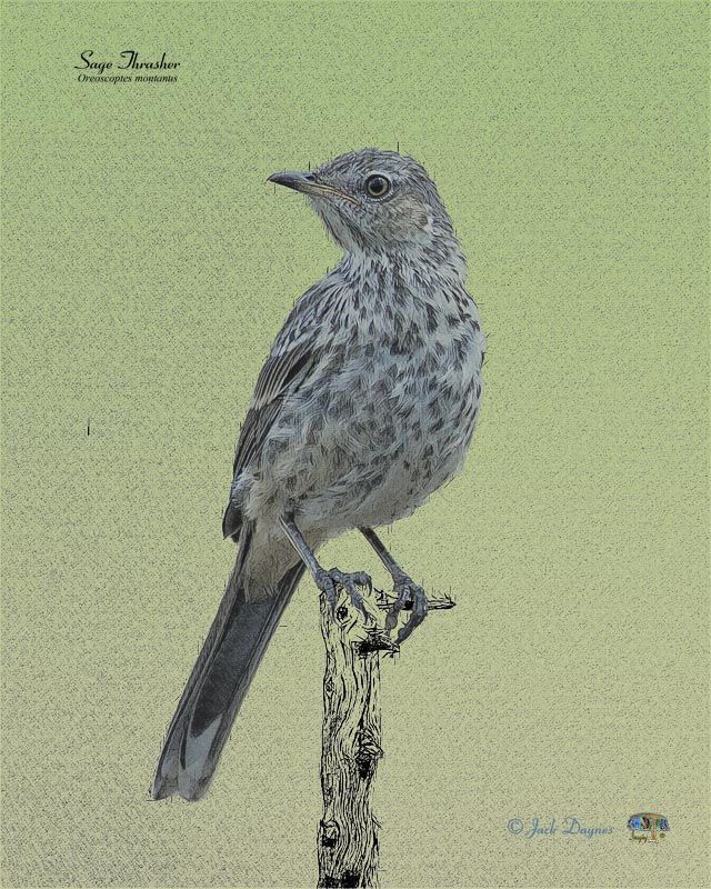 Sage Thrasher - Oreoscoptes montanus