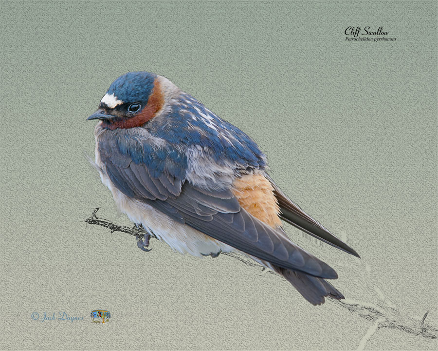 Cliff Swallow - Petrochelidon pyrrhonota