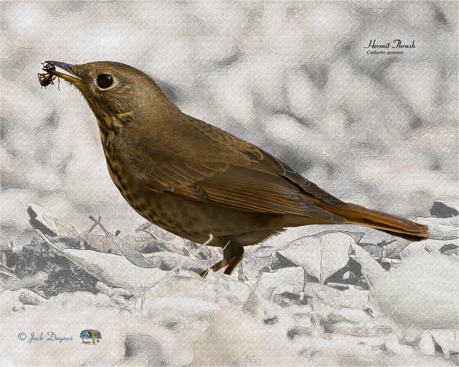 Hermit Thrush - Catharus guttatus