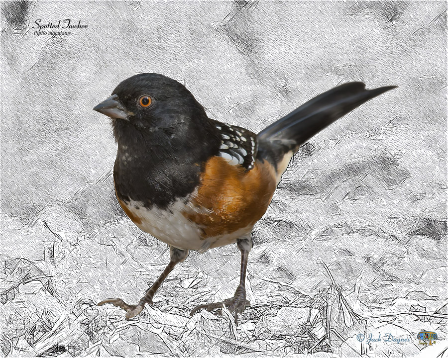 Spotted Towhee - Pipilo maculatus