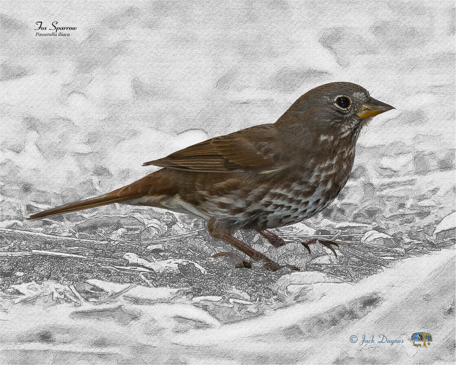 Fox Sparrow - Passerella iliaca
