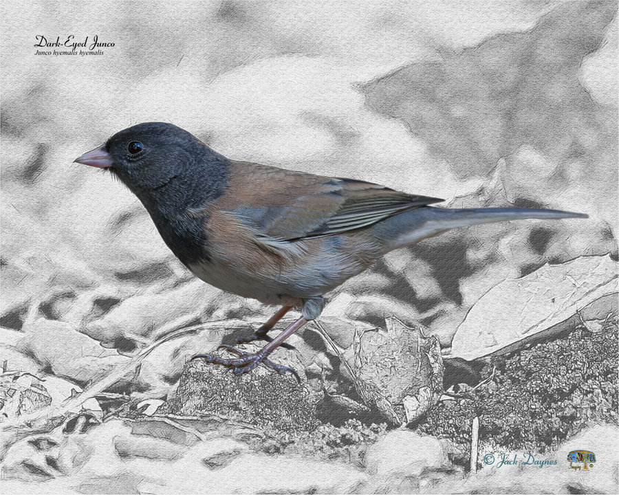 Dark-Eyed Junco - Junco hyemalis