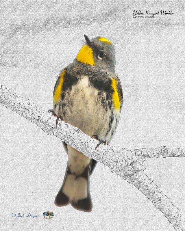 Yellow-Rumped Warbler - Audubons-Warbler;Bird;Dendroica;Parulidae;Warbler;YellowRumpedWarbler;Yellow-Rumped-Warbler;