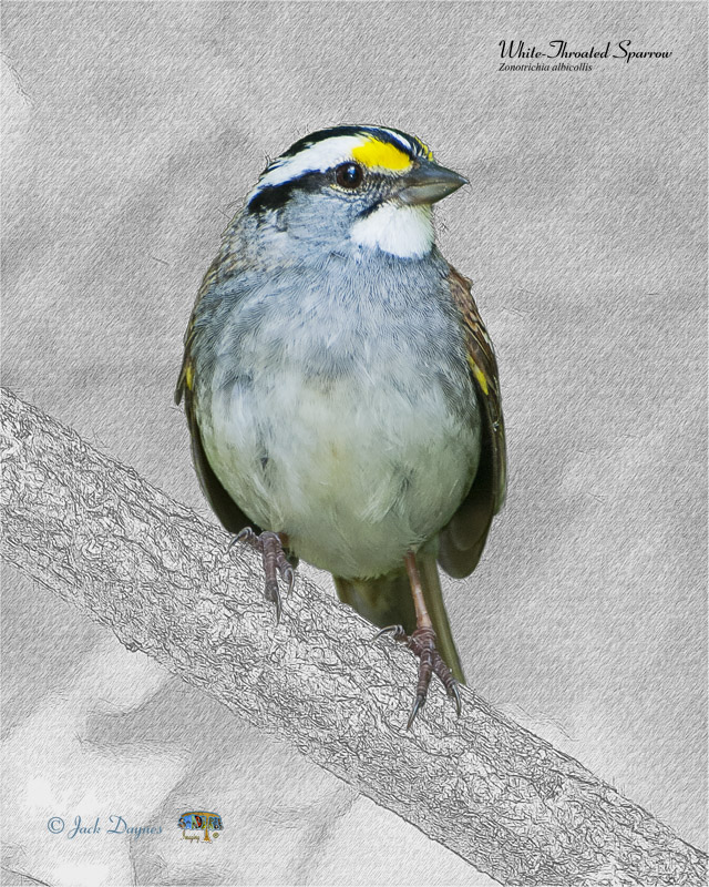 White-Throated Sparrow - Zonotrichia albicollis