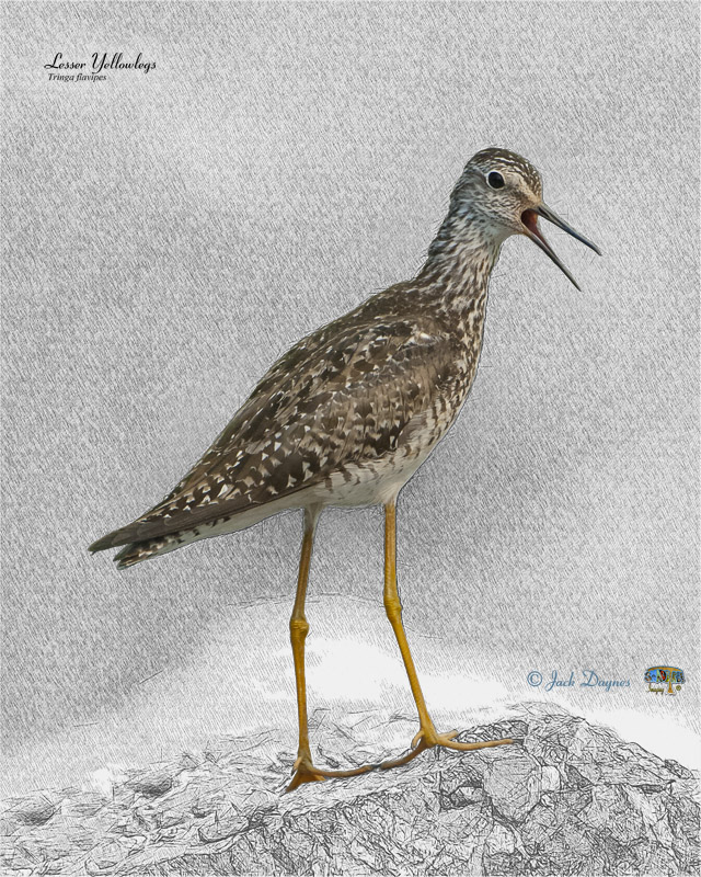 Lesser Yellowlegs - Tringa flavipes