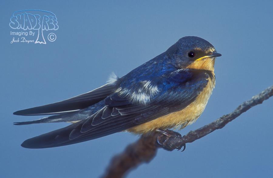 Barn Swallow - Hirundo rustica