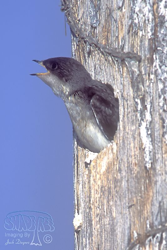 Tree Swallow - Tachycineta bicolor