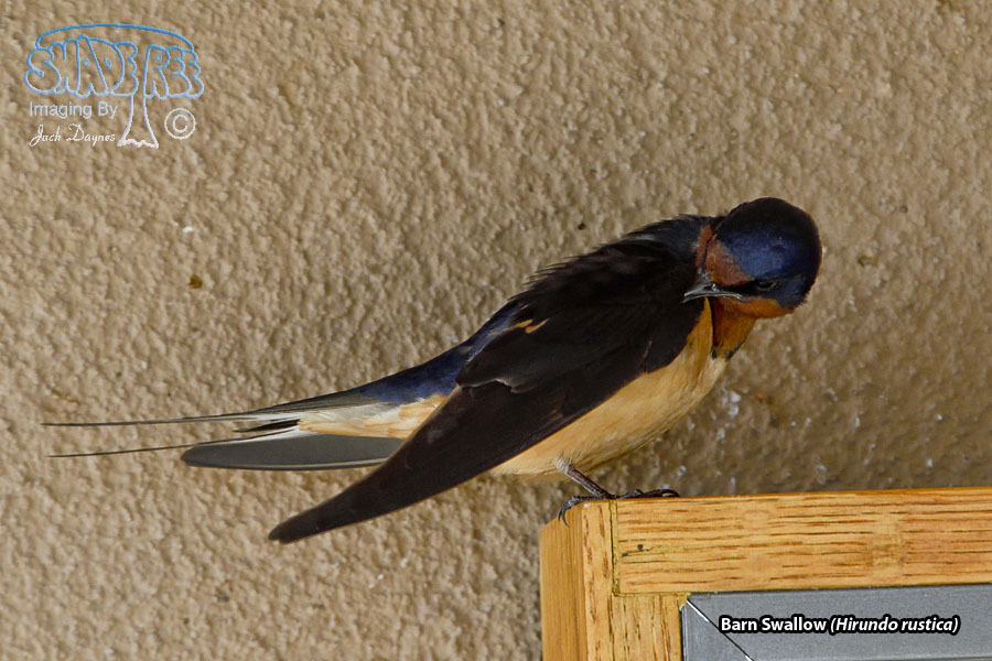 Barn Swallow - Hirundo rustica