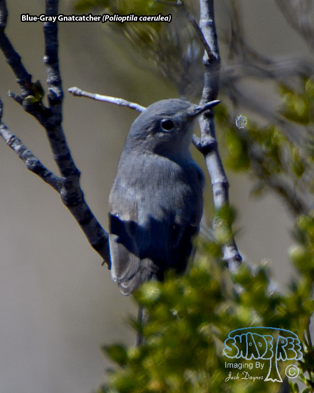 Blue-Gray Gnatcatcher - Polioptila caerulea