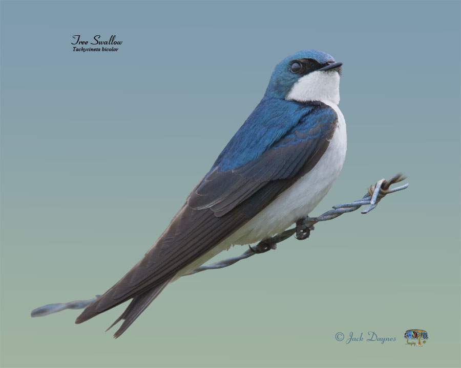 Tree Swallow - Tachycineta bicolor