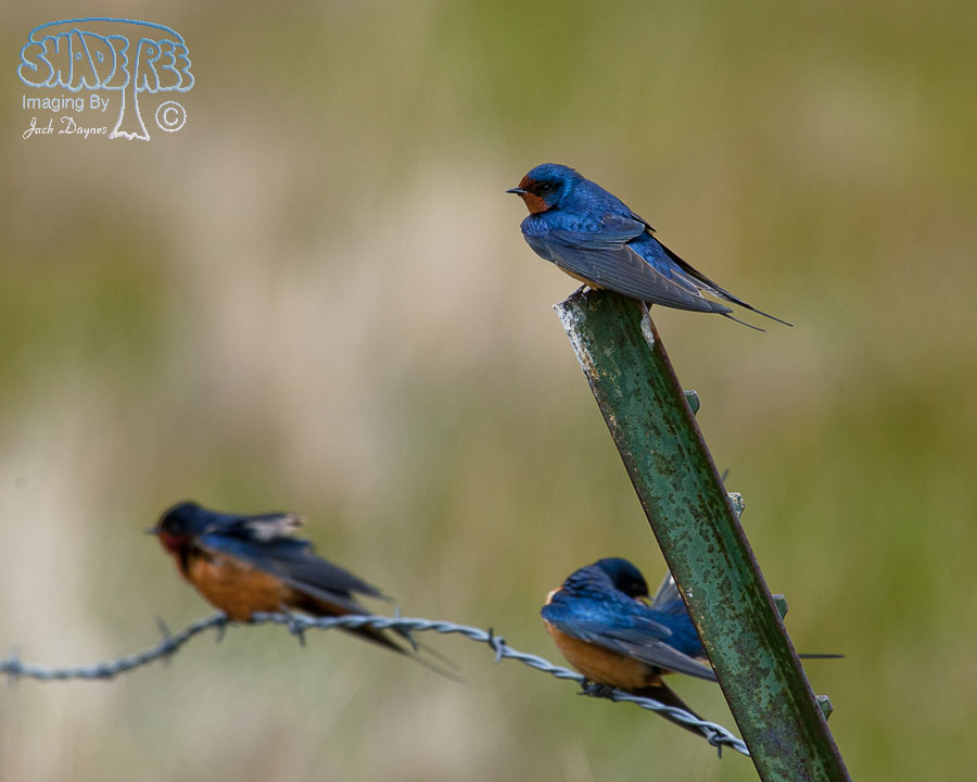 Barn Swallow - Hirundo rustica