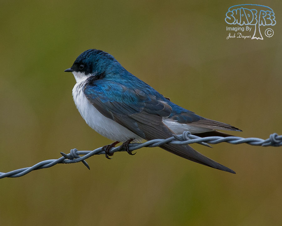 Tree Swallow - Tachycineta bicolor