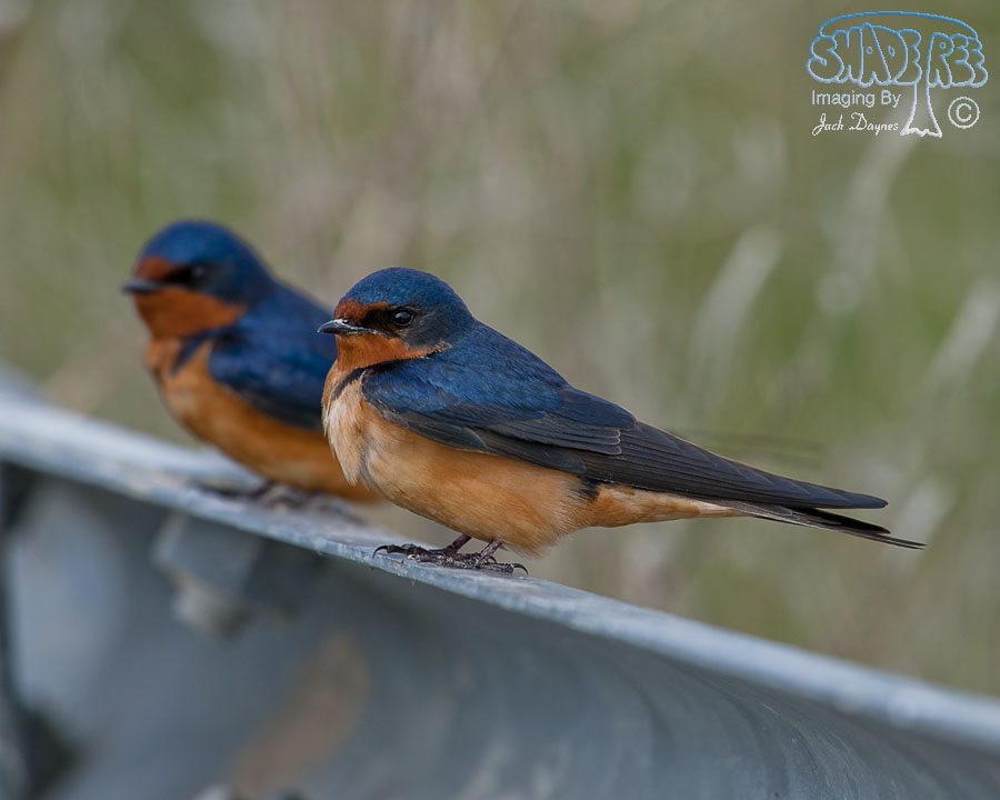 Barn Swallow - Hirundo rustica