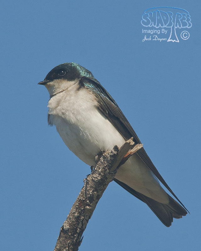 Tree Swallow - Tachycineta bicolor