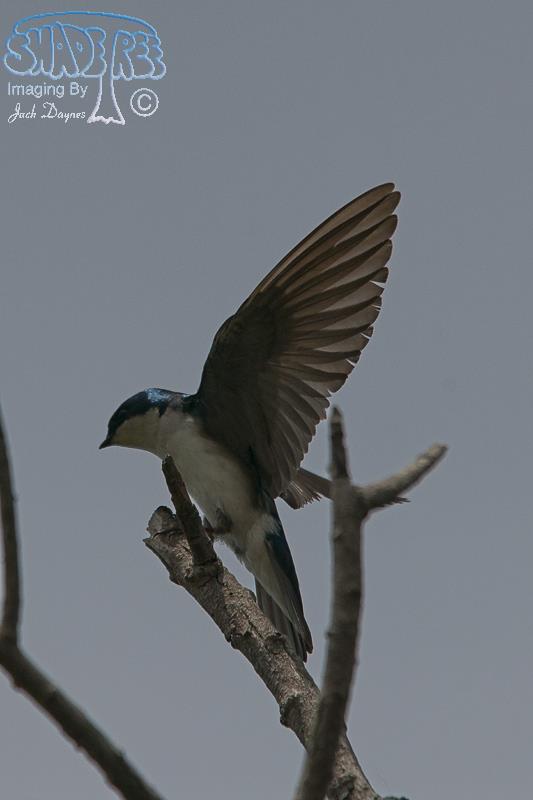 Tree Swallow - Tachycineta bicolor