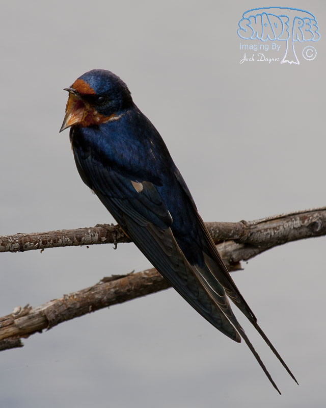 Barn Swallow - Hirundo rustica