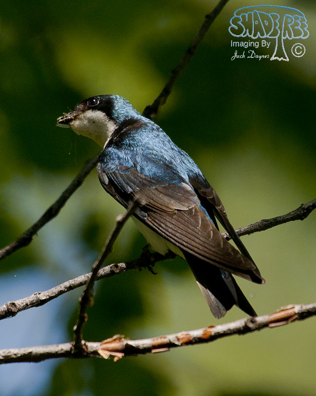 Tree Swallow - Tachycineta bicolor