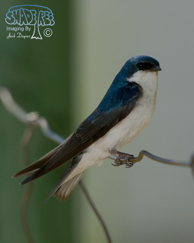 Tree Swallow - Tachycineta bicolor