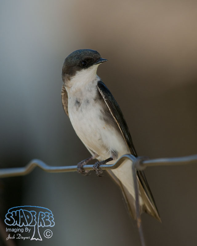 Tree Swallow - Tachycineta bicolor