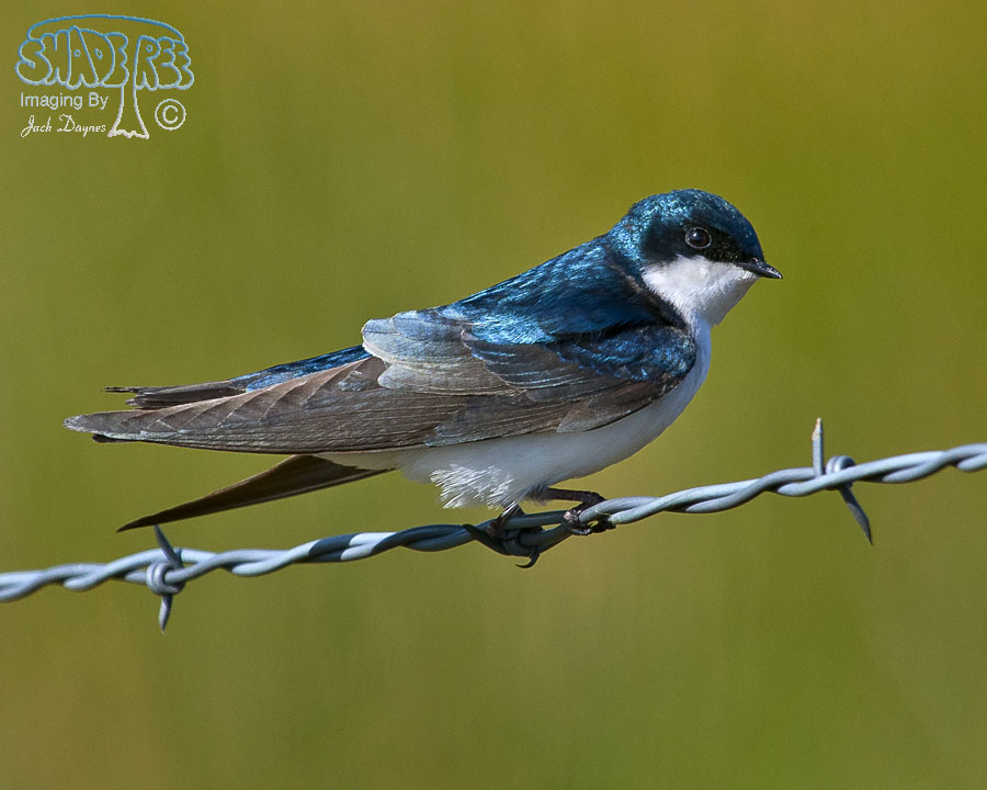 Tree Swallow - Tachycineta bicolor