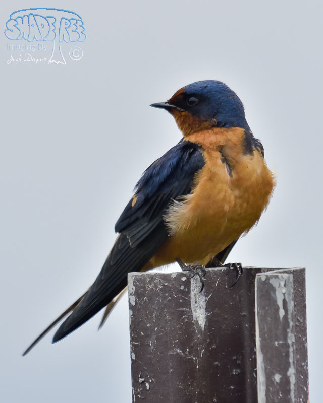 Barn Swallow - Hirundo rustica