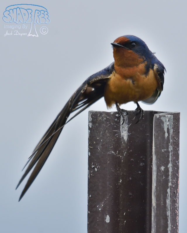 Barn Swallow - Hirundo rustica