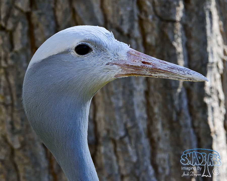 Blue Crane - Anthropoides paradiseus