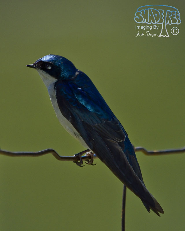 Tree Swallow - Tachycineta bicolor