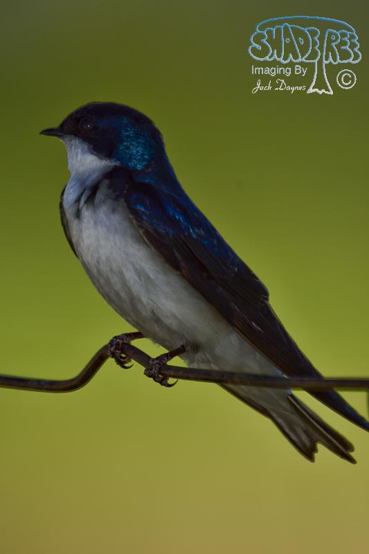 Tree Swallow - Tachycineta bicolor